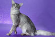 Сибирская порода кошки по английский thumbnail