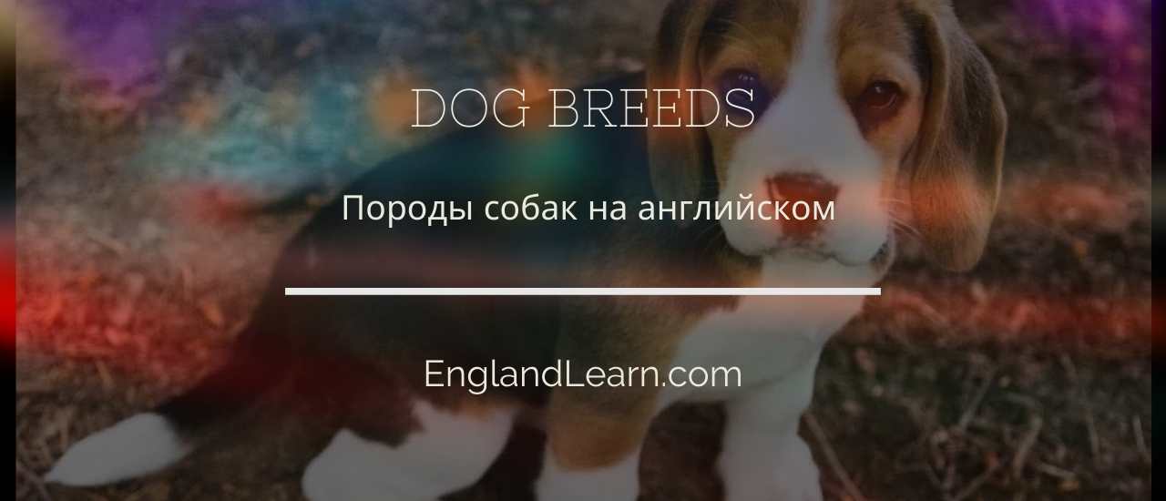 Собака на английском языке 